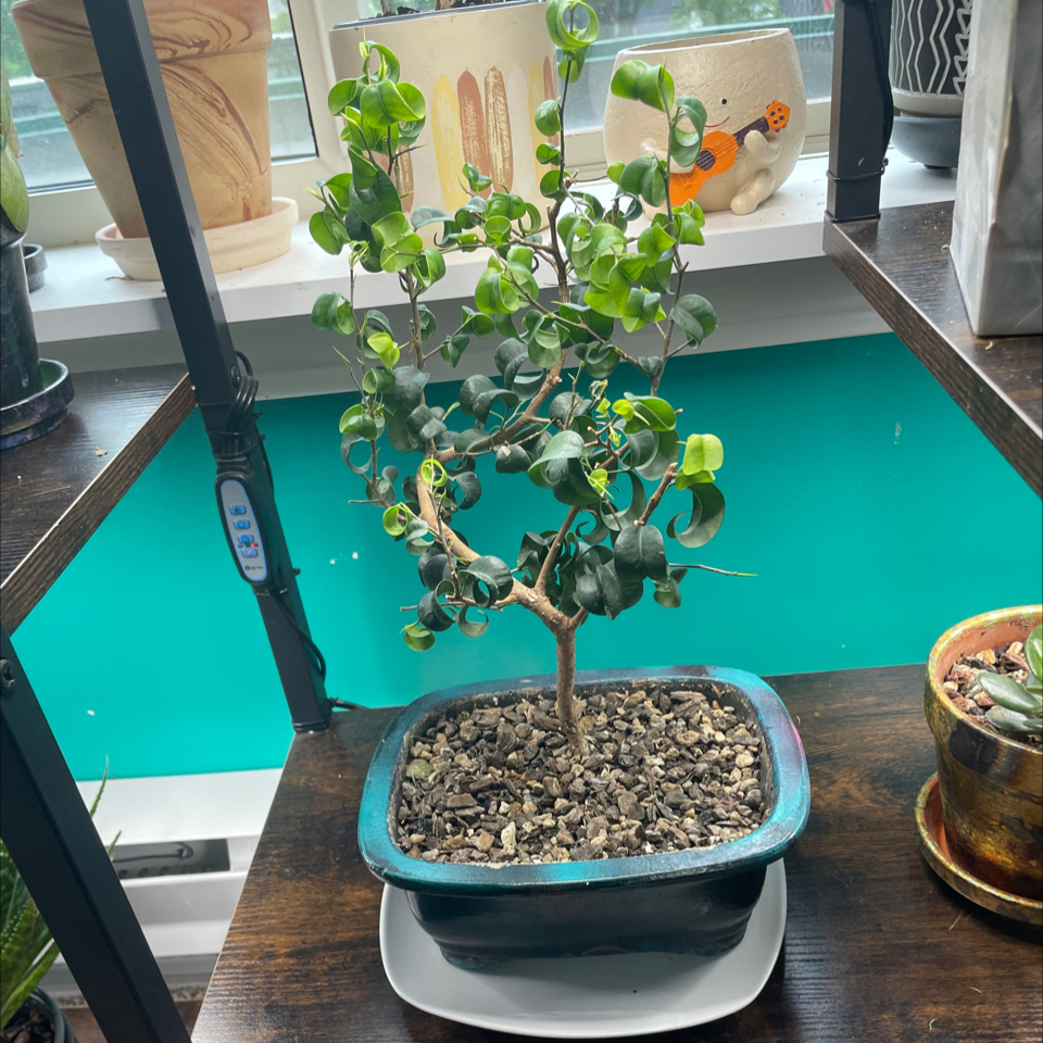 Photo of the plant species Ficus Barok by @LivingStones named Bonsai Ficus II (CBR) on Greg, the plant care app