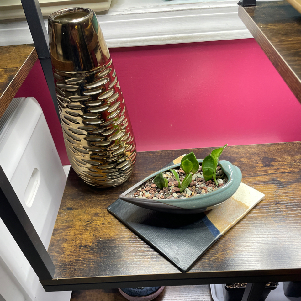 Photo of the plant species Black Robusta Snake Plant by @LivingStones named Snake (Props)(MBR) on Greg, the plant care app