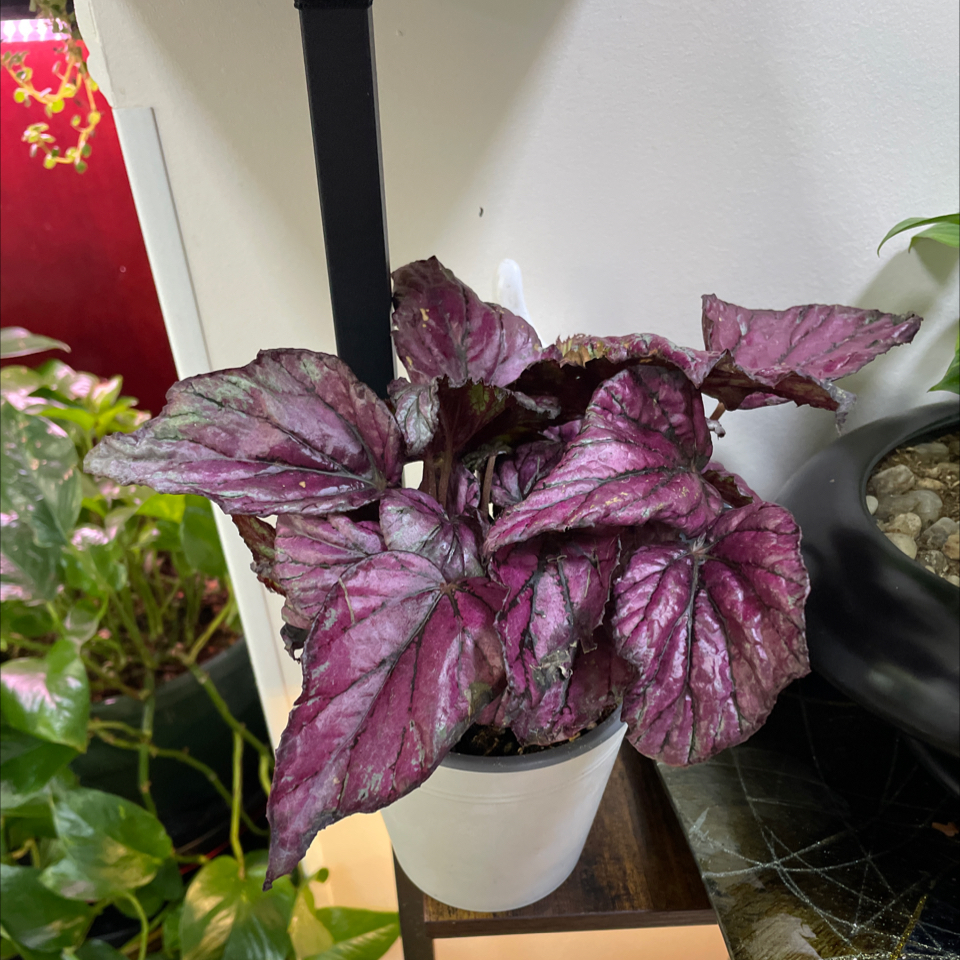 Photo of the plant species Rex Begonia Jive by @LivingStones named Rex IV (LR) on Greg, the plant care app