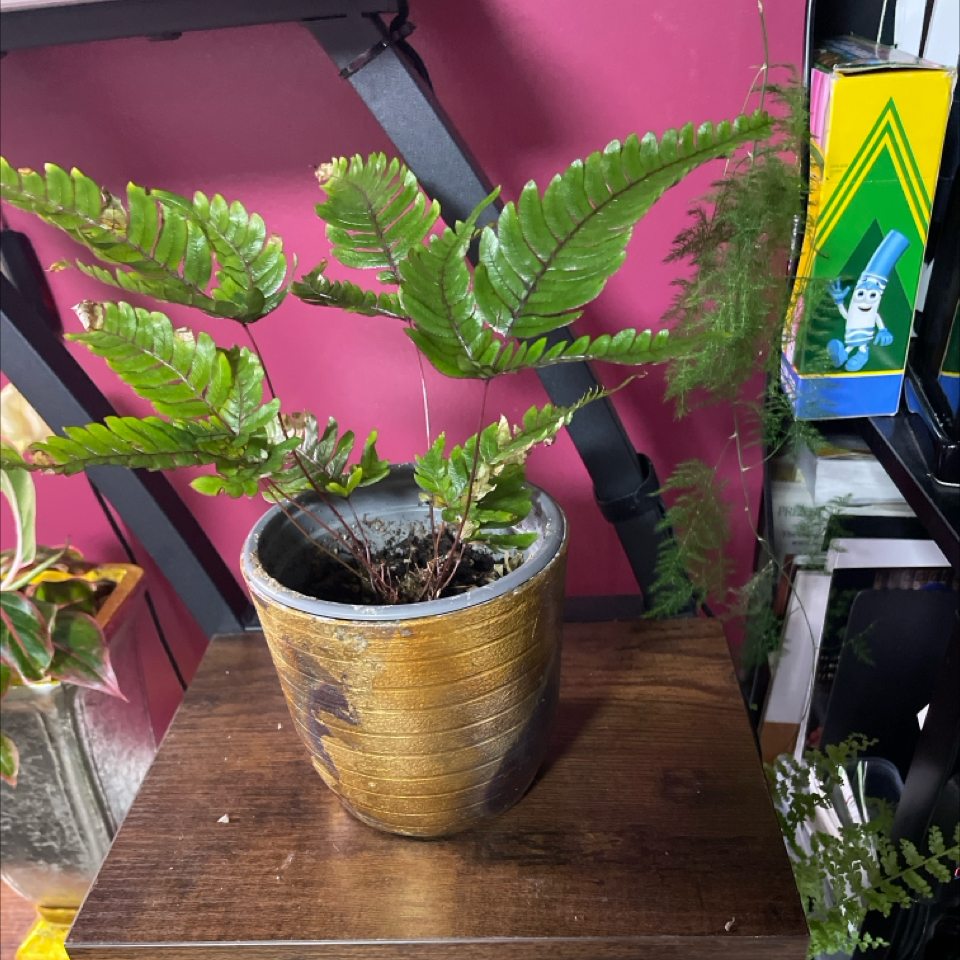 Photo of the plant species Autumn Fern by @LivingStones named Michelle Branch on Greg, the plant care app