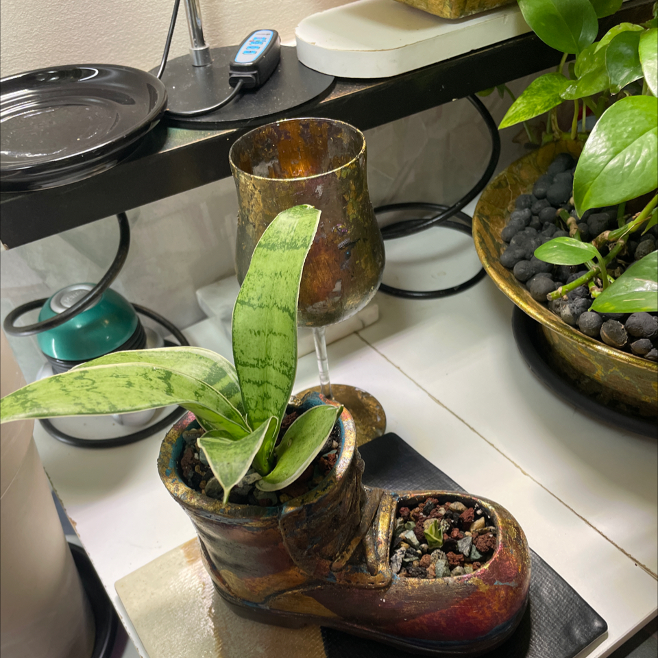 Photo of the plant species Sansevieria Silver Flame by @LivingStones named Spike XXIII (LR) on Greg, the plant care app