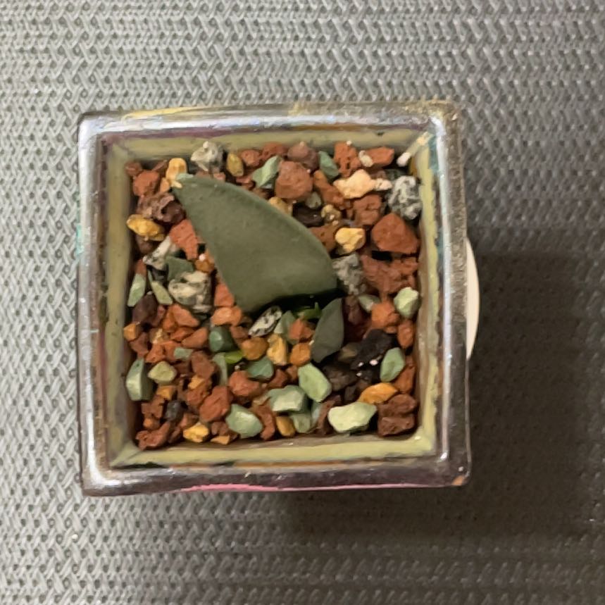 Photo of the plant species Gasteria gracilis by @LivingStones named Cheeky III (CBR) on Greg, the plant care app