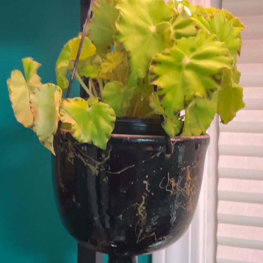 Photo of the plant species Rex Begonia Jive by @LivingStones named Rex IV (CBR) on Greg, the plant care app