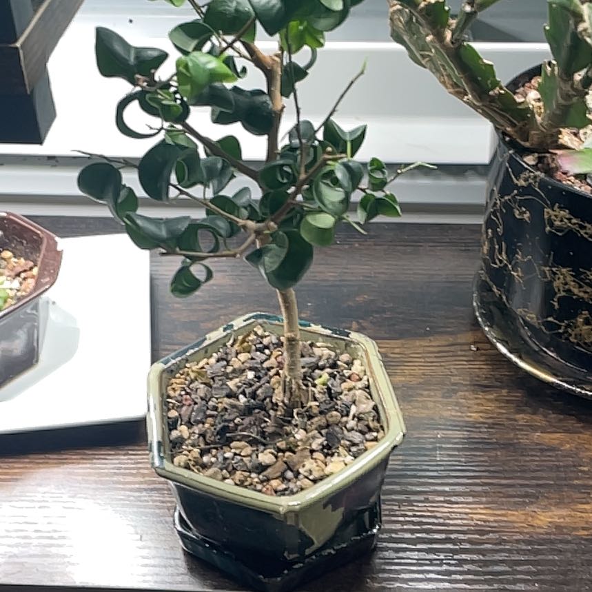 Photo of the plant species Ficus Barok by @LivingStones named Bonsai Curly Ficus II (CBR) on Greg, the plant care app