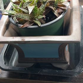 Photo of the plant species Aloe Bertemariae by @LivingStones named Vera on Greg, the plant care app