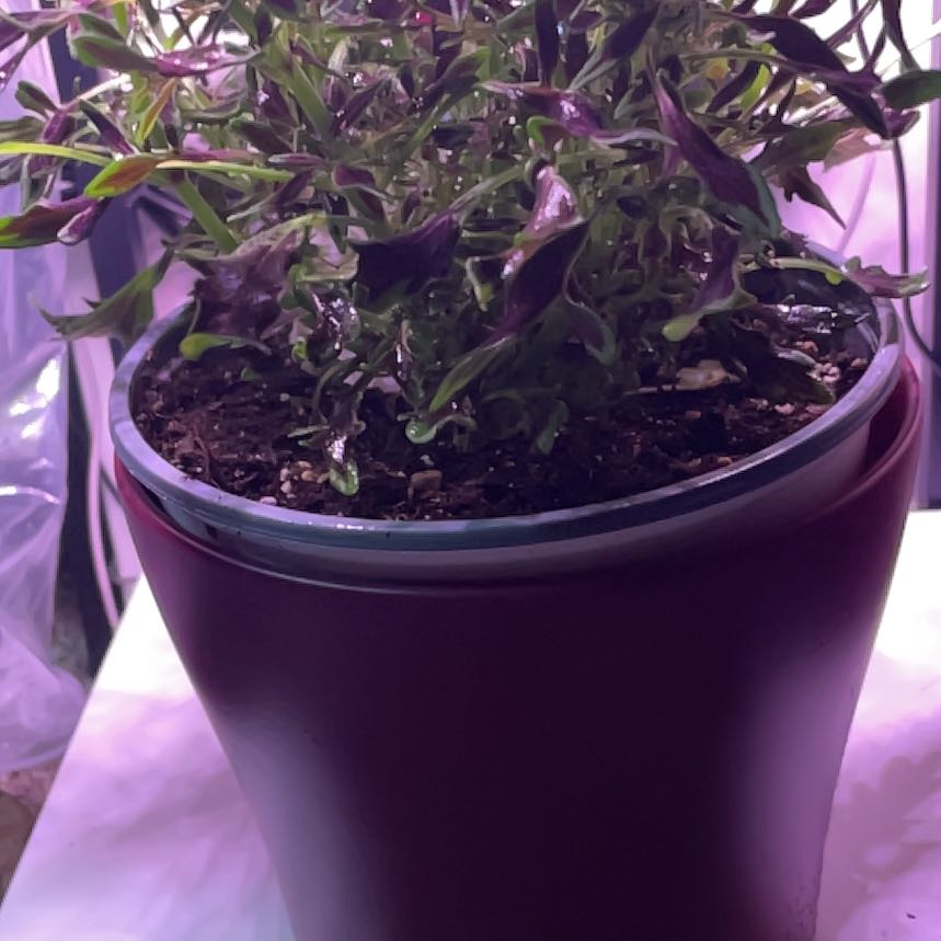 Photo of the plant species Color Blaze Grass by @LivingStones named Cole X (HW) on Greg, the plant care app
