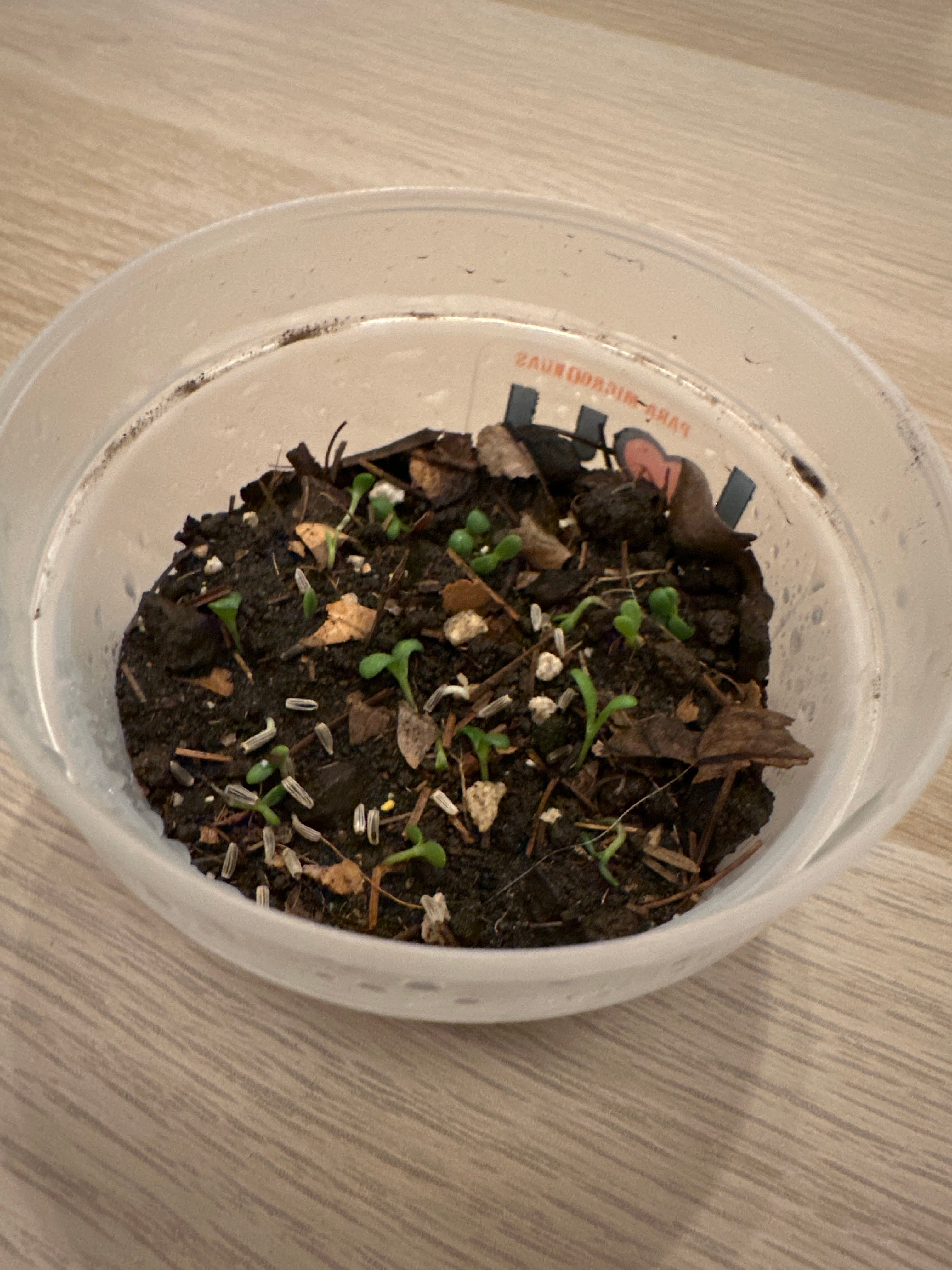 Common Daisy Is DogSafe 🐶