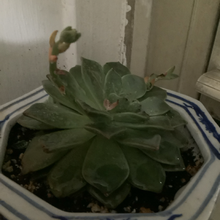 Planty