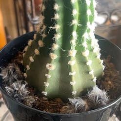 Easter Lily Cactus plant