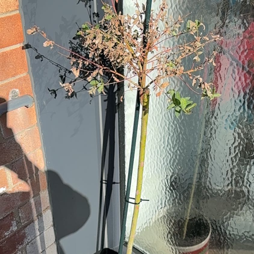 Photo of the plant species flamingo willow by Ryan named Mochi on Greg, the plant care app