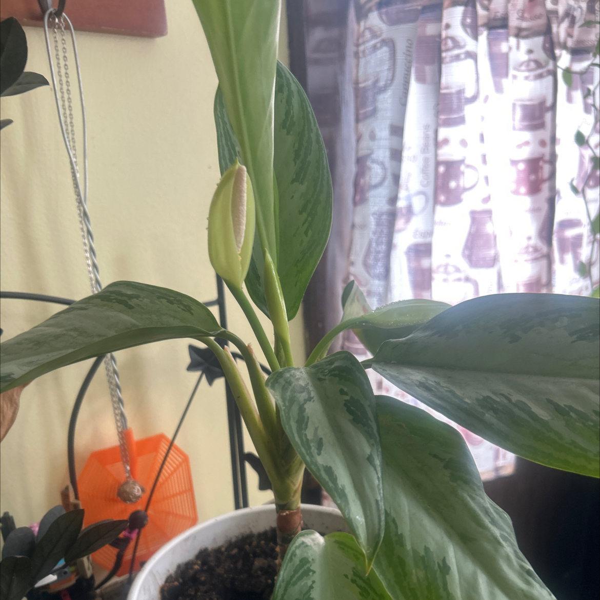 Photo of the plant species Cabbage Tree Palm by @SensitiveAster named Willow on Greg, the plant care app