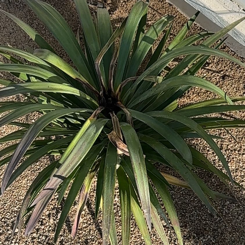 Photo of the plant species Yucca desmetiana 'Blue Boy' by @MovingFlaxsilk named Scarlett on Greg, the plant care app