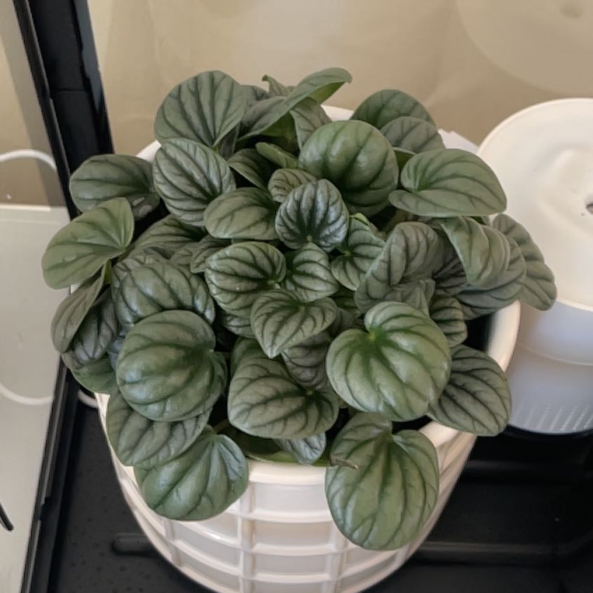 Photo of the plant species Moonlight Peperomia by @ThrillingOlneya named Pepe on Greg, the plant care app