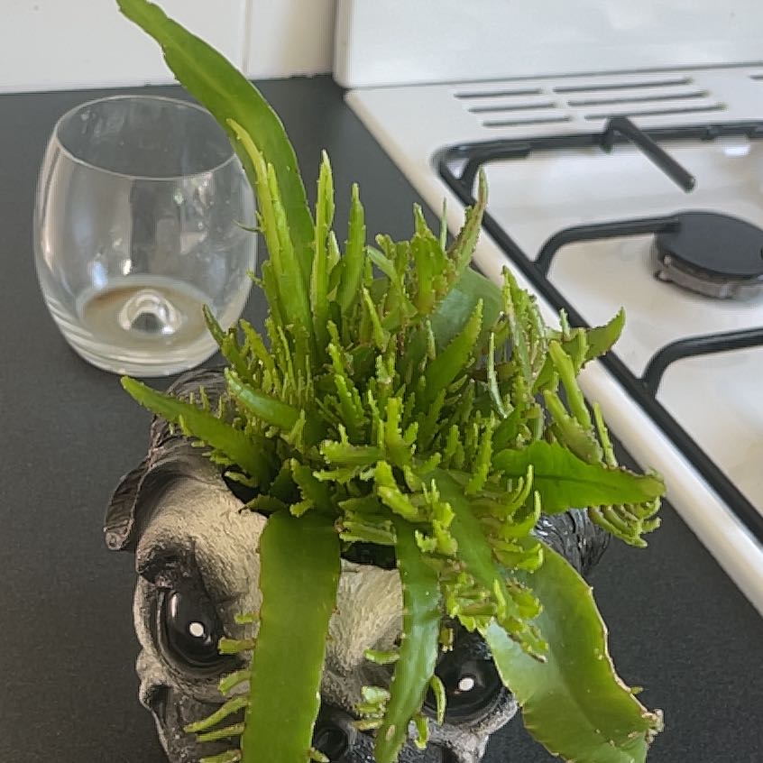 Photo of the plant species misteltoe cactus by @ThrillingOlneya named Clooney on Greg, the plant care app