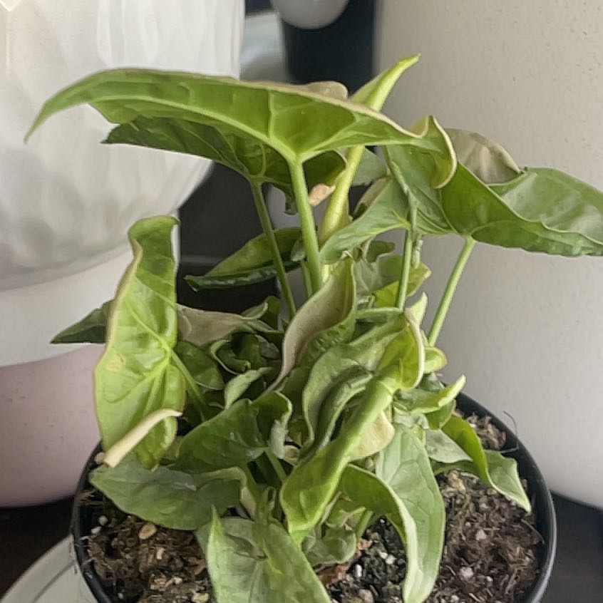 Photo of the plant species Sygonium Orm Nak by @ThrillingOlneya named Ziggy on Greg, the plant care app
