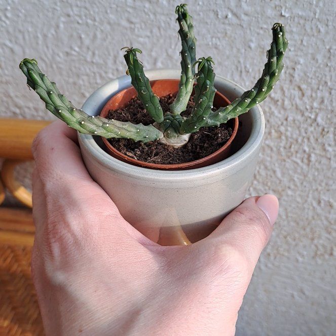 Photo of the plant species Medusa Head Cactus by @LushSoftcane named Rosa on Greg, the plant care app