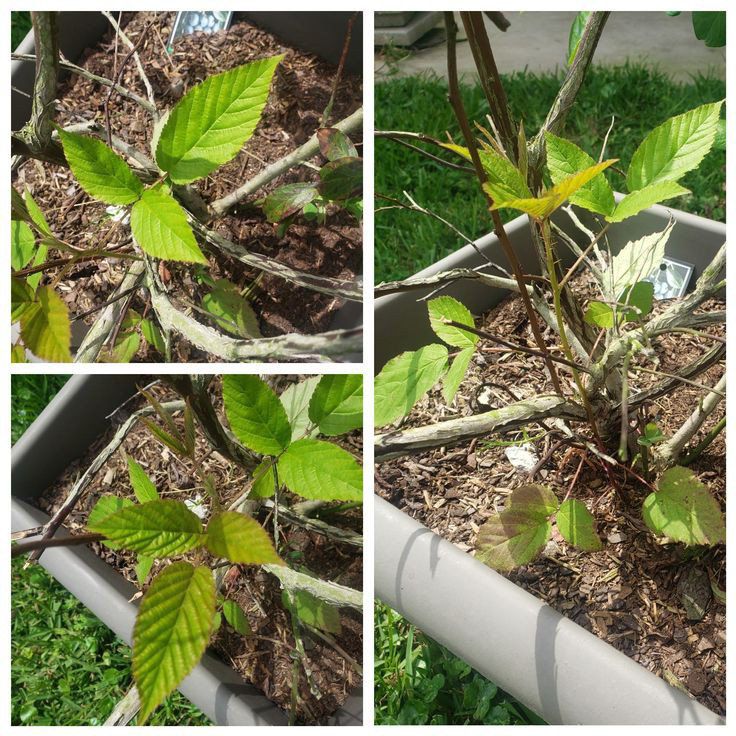 Blueberry plant in a container with green leaves, some yellowing and browning, and visible soil.