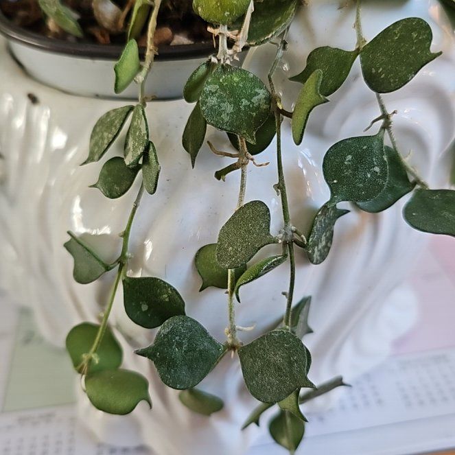 Photo of the plant species succulents by @ProRaspberry named McKinley on Greg, the plant care app