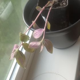 Photo of the plant species Deep Purple Wandering Dude by @LargeWhitestar named Spike Leaves on Greg, the plant care app