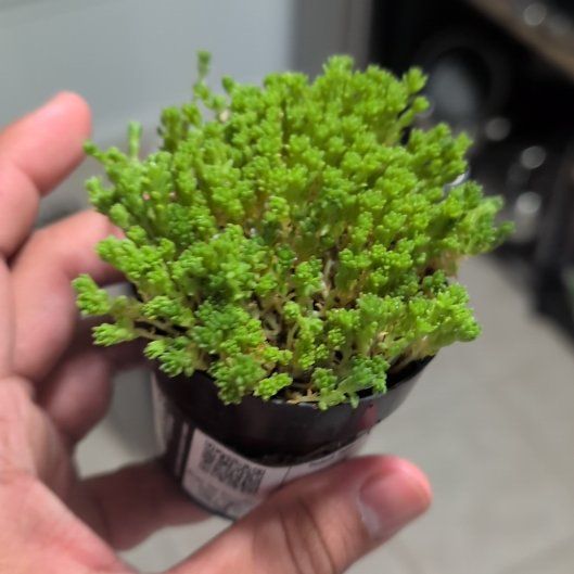 Photo of the plant species Sedum japonicum 'Tokyo Sun' by @PioneerTomato named Remington on Greg, the plant care app