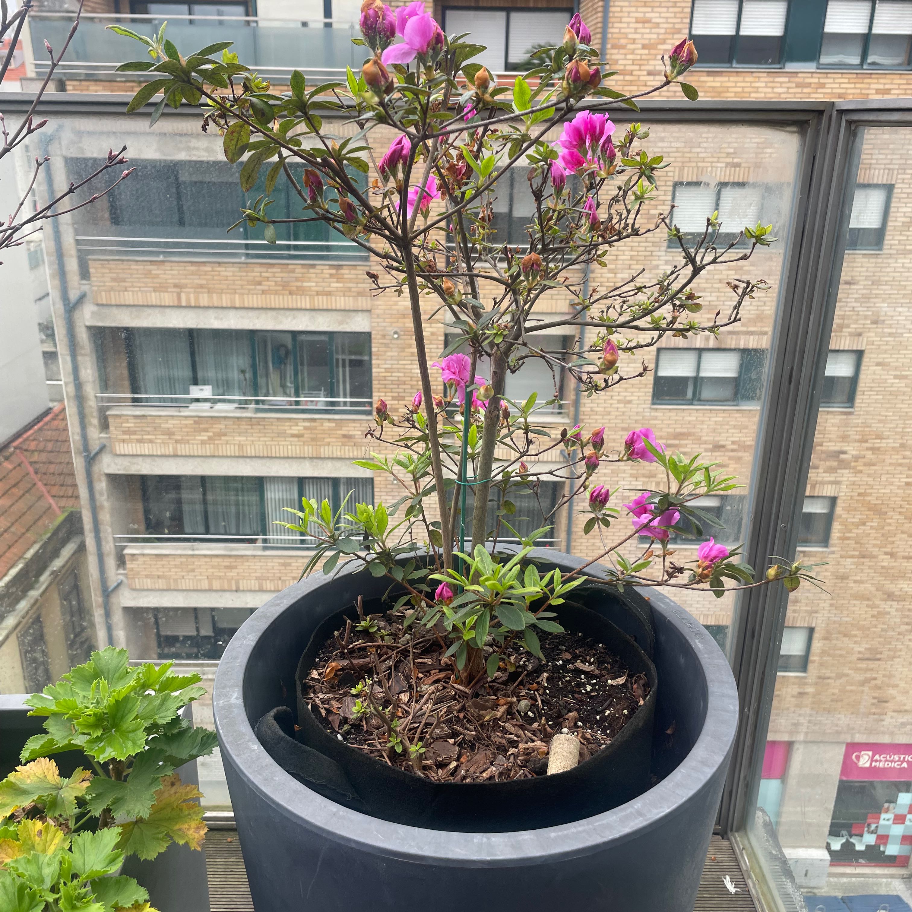 Potted Pink Azalea plant with visible flowers and buds, well-framed and healthy.