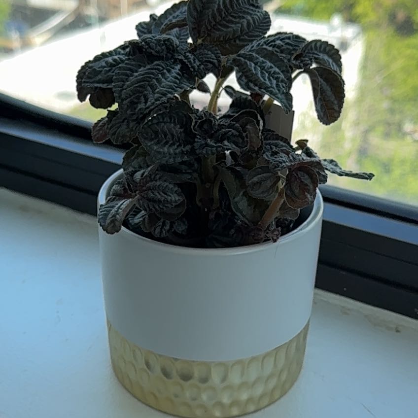 Photo of the plant species Silver Friendship Plant by @burkocet named Shakira on Greg, the plant care app