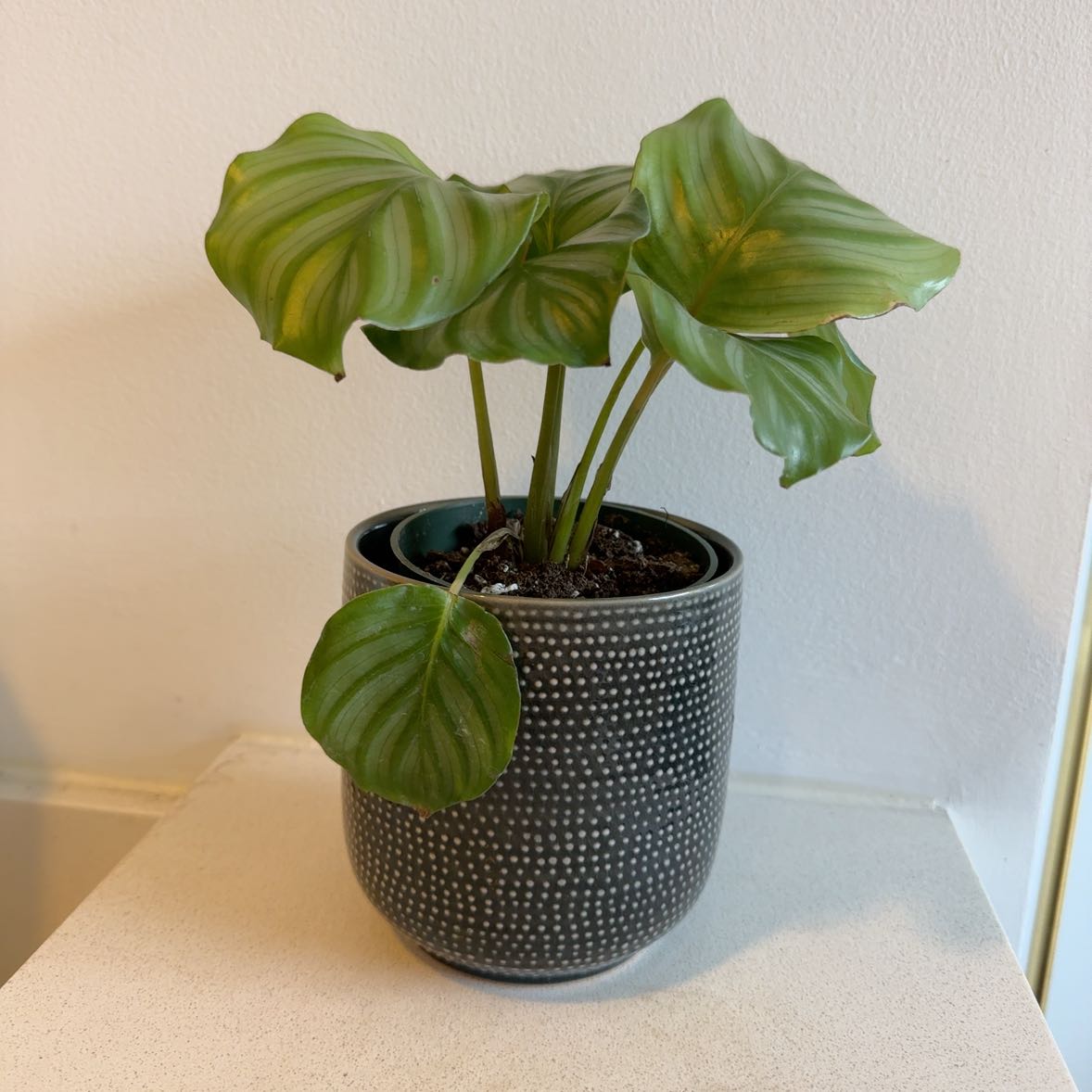 Calathea Orbifolia plant in a pot with minor yellowing on leaves.