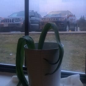 Photo of the plant species Wild Hyacinth by @CompleteAgave named Darwin on Greg, the plant care app