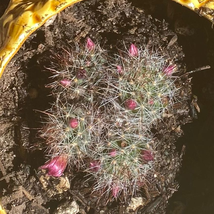 Photo of the plant species Big Needle Cactus by @TotallyBogbean named Bieber on Greg, the plant care app