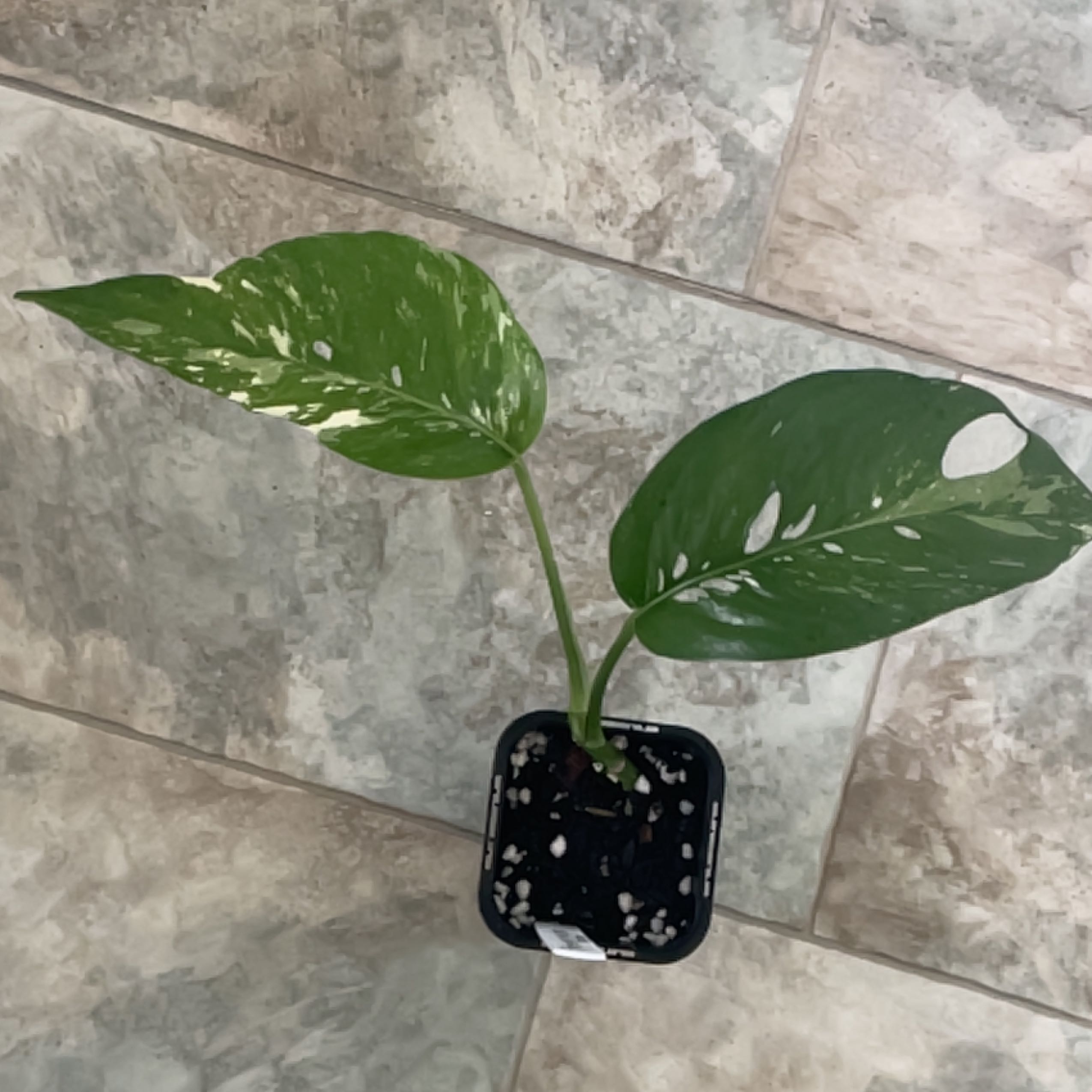 Photo of the plant species Epriprenum Aureum by @DaintyBoglaurel named Denali on Greg, the plant care app