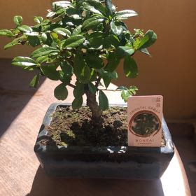 Photo of the plant species Fujian Tea by @SirIsepepper named Muhammad Ali on Greg, the plant care app