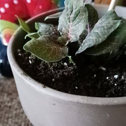 Fittonia Mini plant