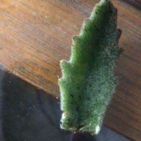 Photo of the plant species Exploding Cucumber by @ZestfulBushhoya named Gregarious on Greg, the plant care app