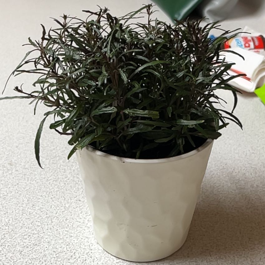 Plant care for Dragons tounge on Greg, the plant care app
