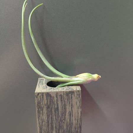 Photo of the plant species Pseudobaileyi Air Plant by @GlowingJade named Anne on Greg, the plant care app