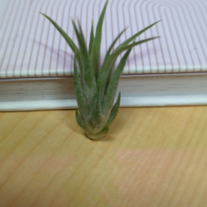 Photo of the plant species Ionantha Selecta by @GlowingJade named Baesil on Greg, the plant care app