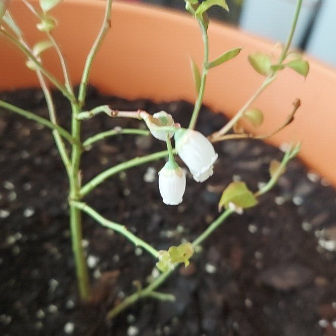 Photo of the plant species Darrow's Blueberry by @BeefyPepper named Elina on Greg, the plant care app