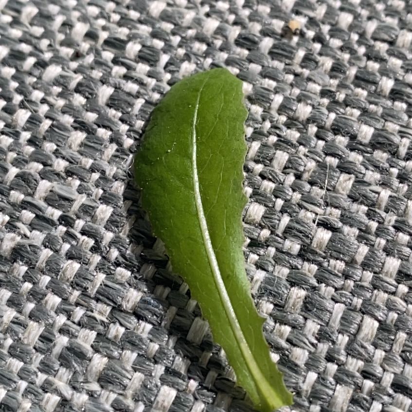 A healthy green leaf of a Spiny Sowthistle on a textured surface.