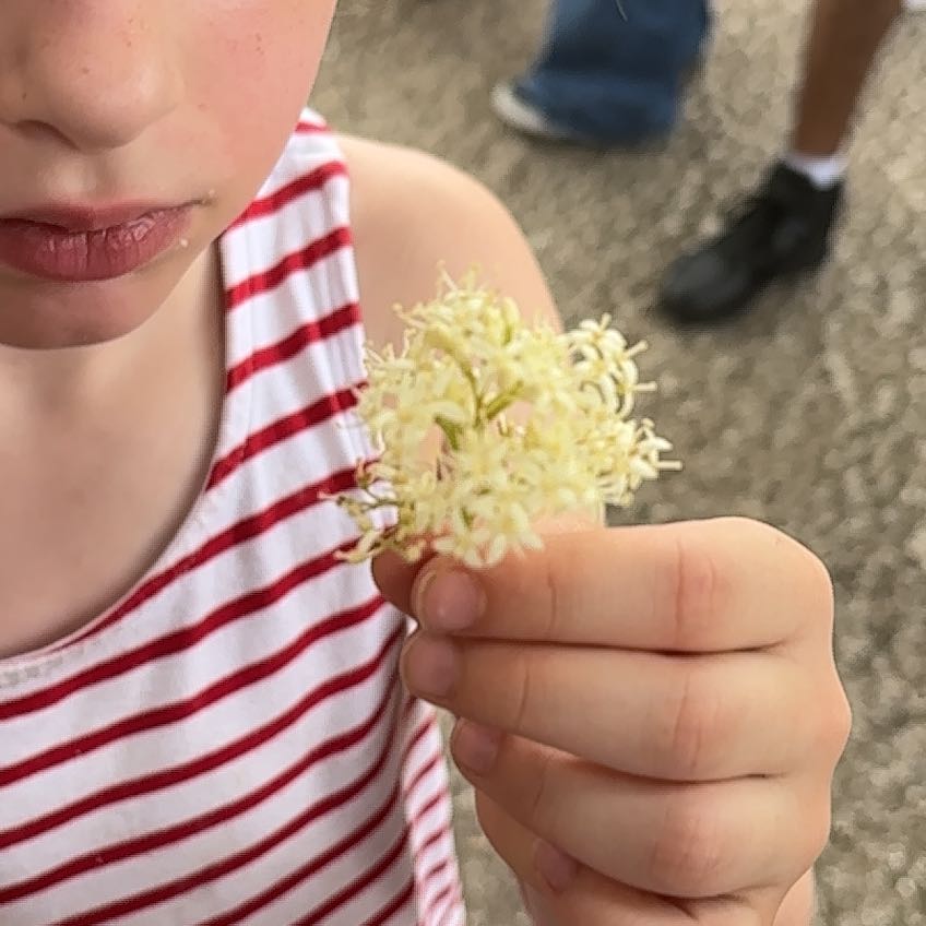 Photo of the plant species Irish Moss by @LaudableDuwei named Naomi on Greg, the plant care app