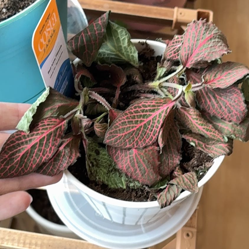 Photo of the plant species Red Anne Nerve Plant by @FancierWildyam named Homer on Greg, the plant care app