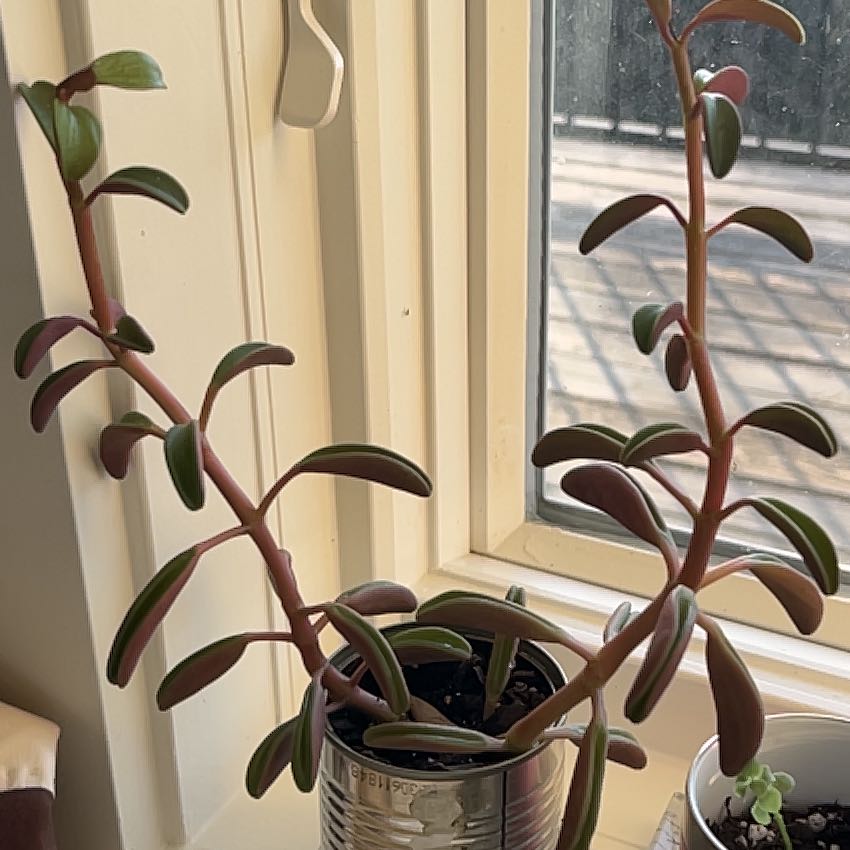 Photo of the plant species Peperomia Ruby Glow by @KindDuskyonion named Drake on Greg, the plant care app