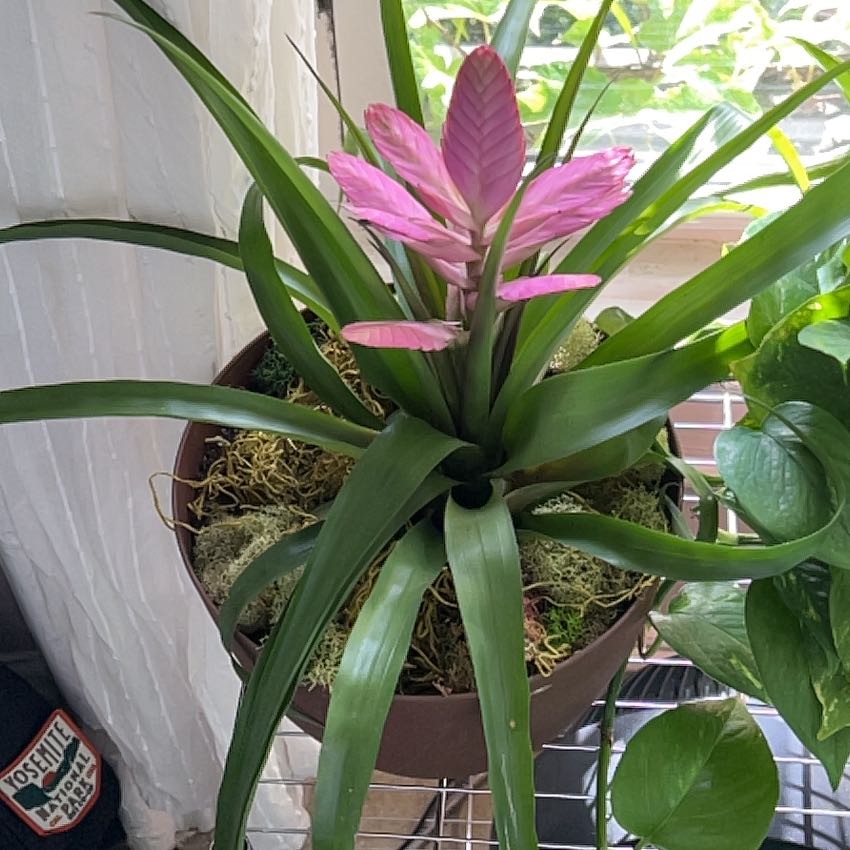 Daphne