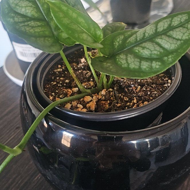 Photo of the plant species Piper sylvaticum by @Timeconsumer named Colossus on Greg, the plant care app