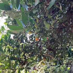 Photo of the plant species Strawberry-Tree by @OodlesAlbo named Khaleesi on Greg, the plant care app