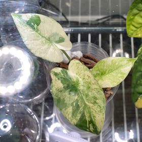 Photo of the plant species Alocasia albo by @HeritorRedclaws named Elina on Greg, the plant care app