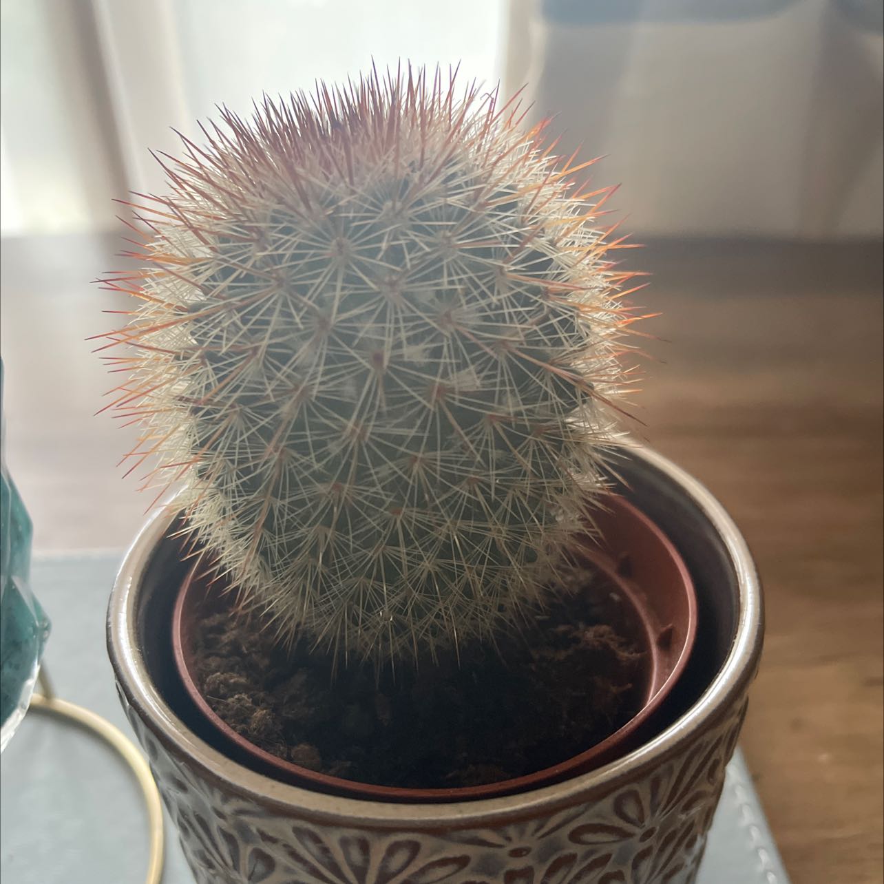 Texas Rainbow Cactus in a small pot, healthy with vibrant spines.