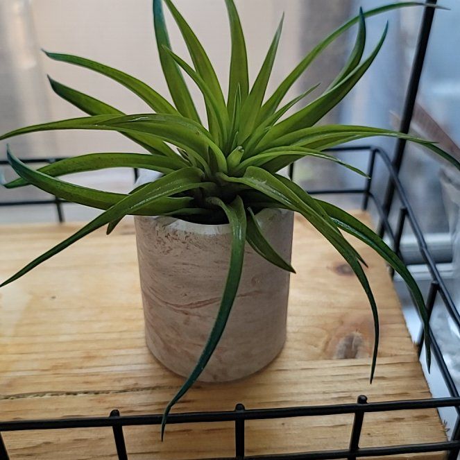 Photo of the plant species Velutina Blue Raspberry by @PiquantRedsword named Blue Raspberry on Greg, the plant care app