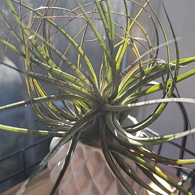 Photo of the plant species Tillandsia Stricta by @PiquantRedsword named Sproutacus on Greg, the plant care app