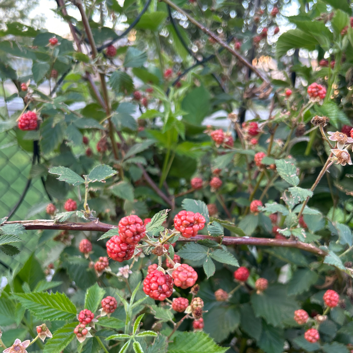 Photo of the plant species Common Blackberry by @MerrySpanishfir named Doja Cat on Greg, the plant care app