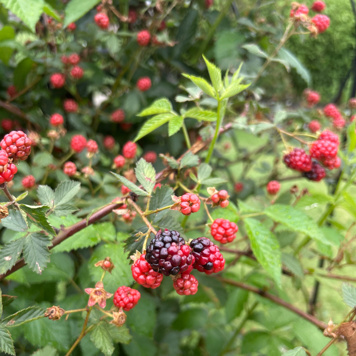 Photo of the plant species Allegheny Blackberry by @MerrySpanishfir named Doja Cat on Greg, the plant care app